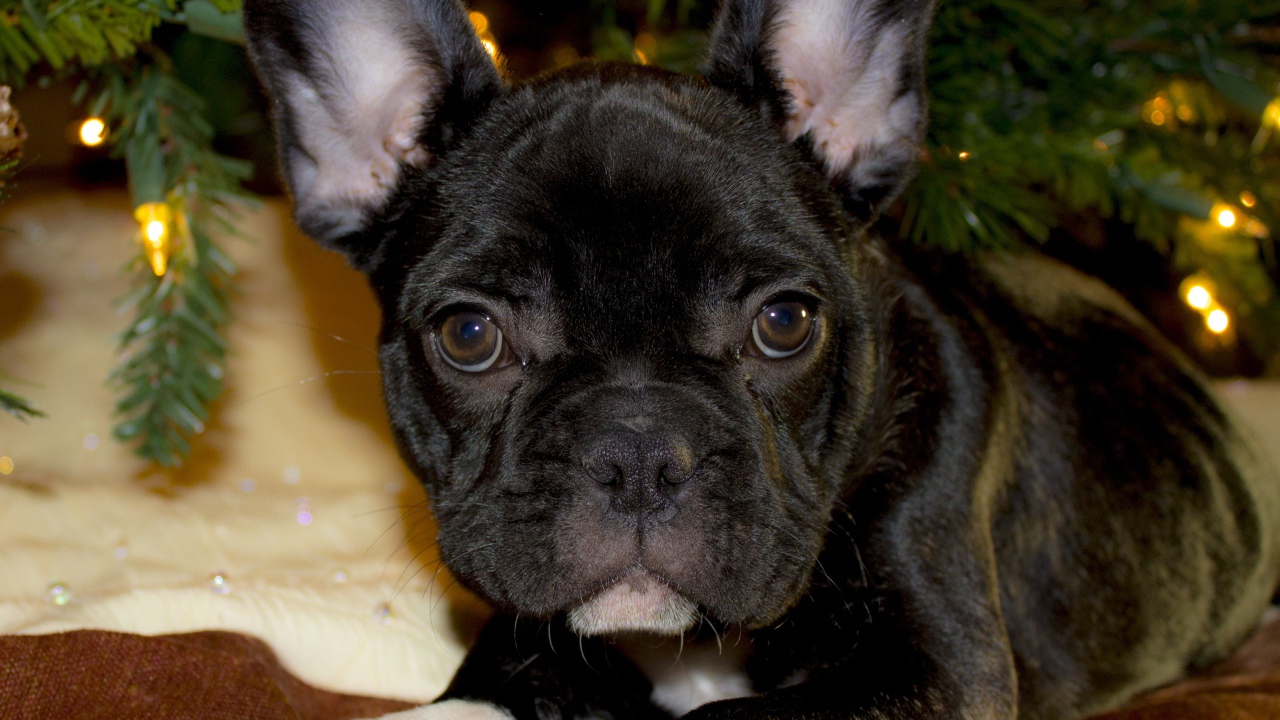 Маленький черный французский бульдог лежит под елкой