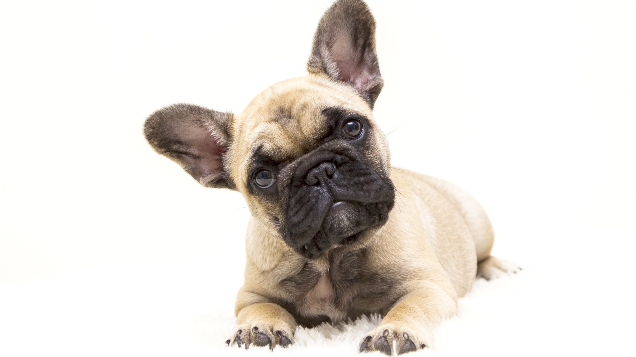 Маленький щенок французского бульдога на белом фоне