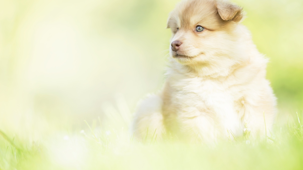 Маленький щенок с коричневым носом