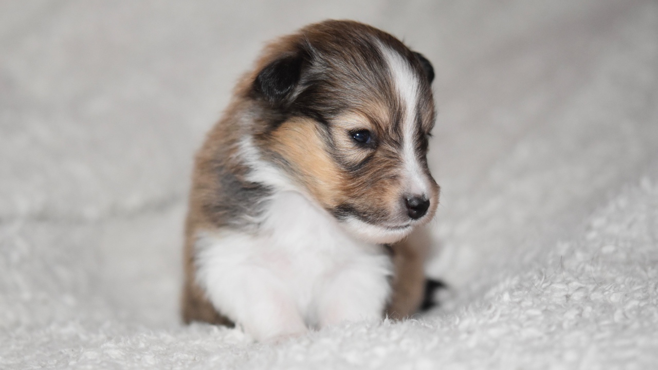 Маленький щенок шелти на белом покрывале 