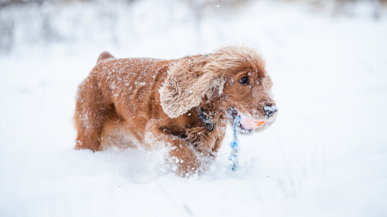 Спаниель идет по холодному снегу