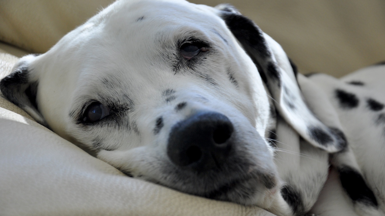 Пятнистый далматин спит на кровати 