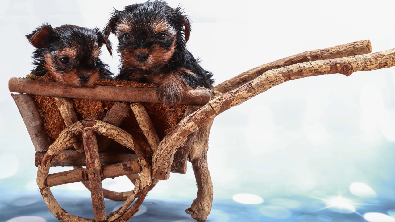 Два йоркширских терьера в деревянной телеге