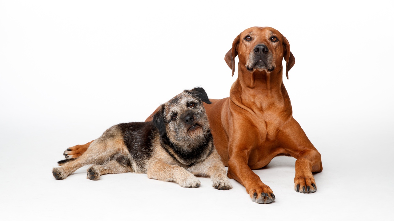 Две породистые собаки на белом фоне