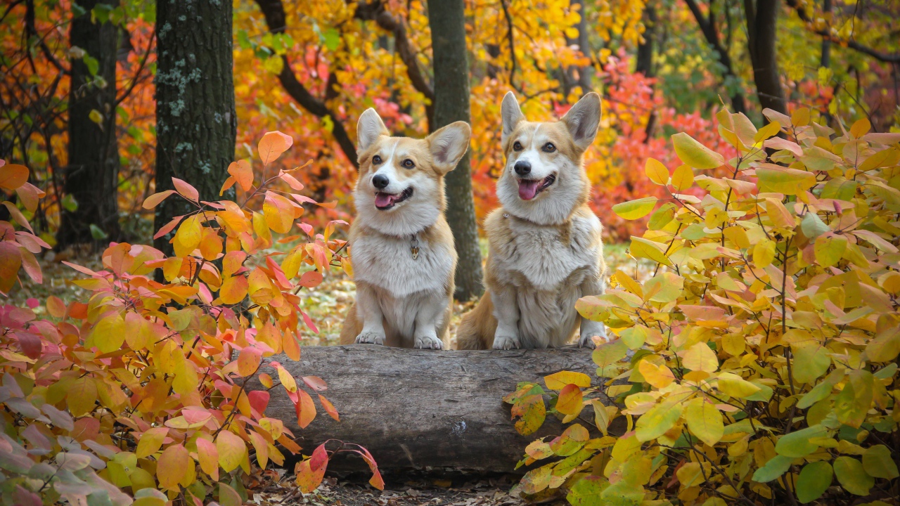 Две собаки вельш корги в осеннем парке 