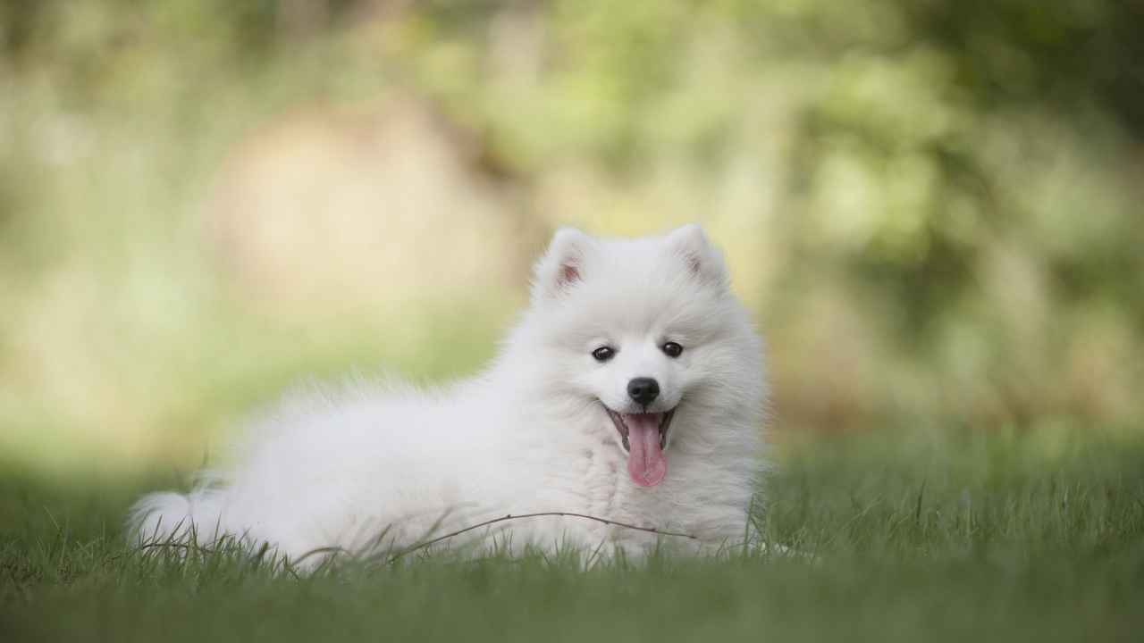 Белый шпиц с высунутым языком лежит на траве