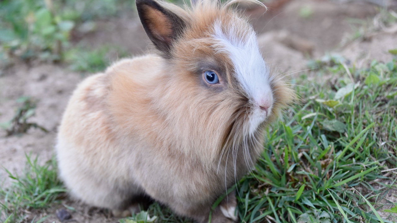 Голубоглазый кролик в зеленой траве