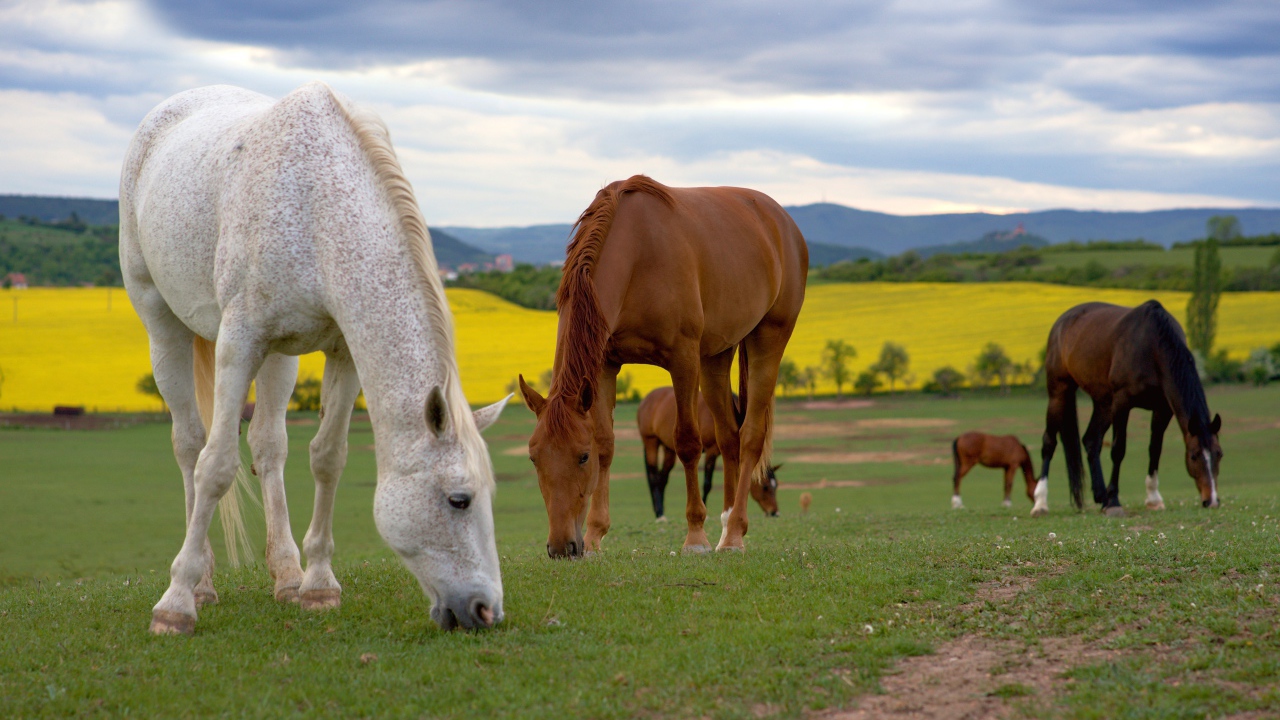 Стадо лошадей пасется на поле 