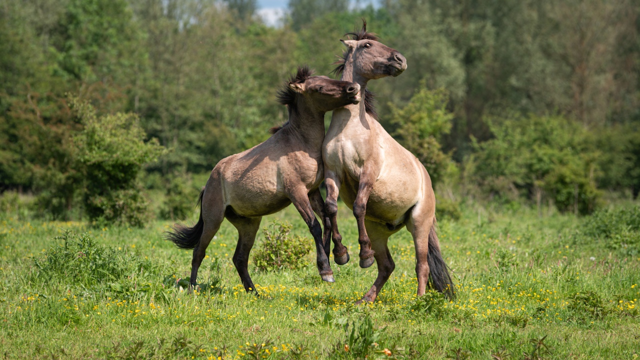 Две лошади играют на зеленой траве