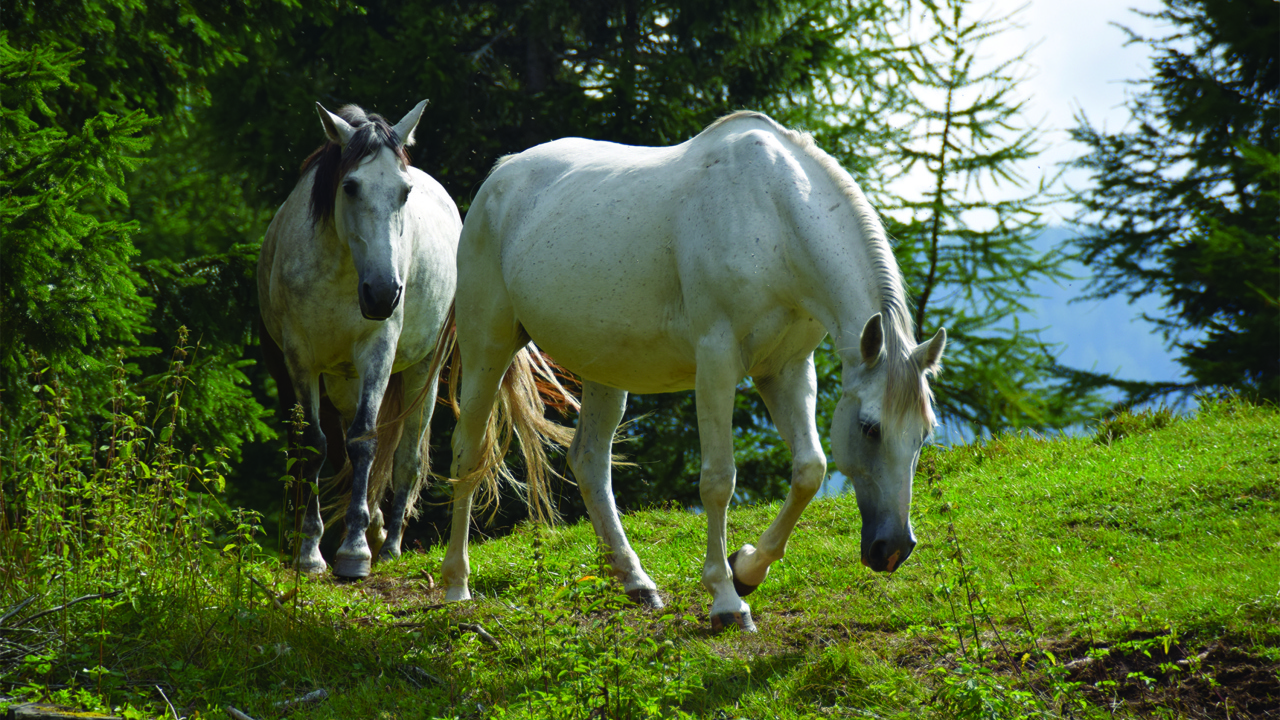 Две белые лошади на зеленой траве