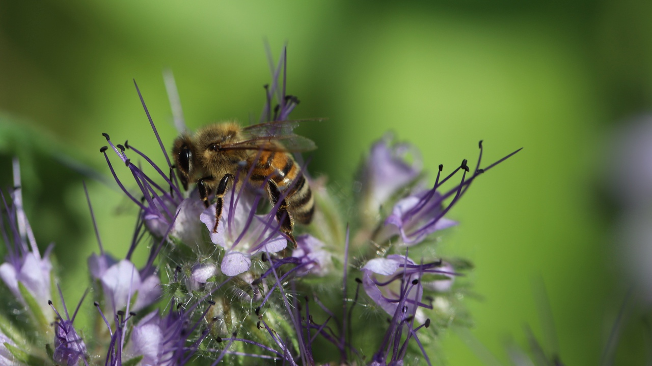 Пчела сидит на фиолетовом цветке на зеленом фоне