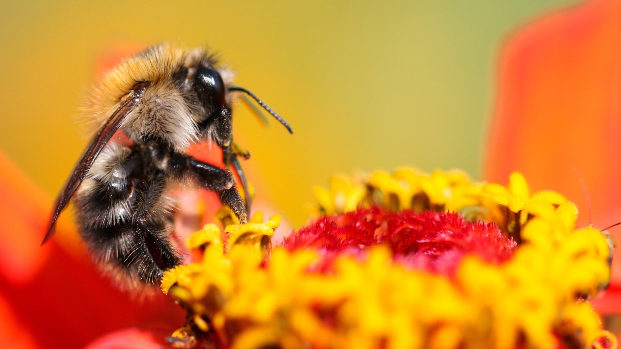 Пчела сидит на цветке циннии 
