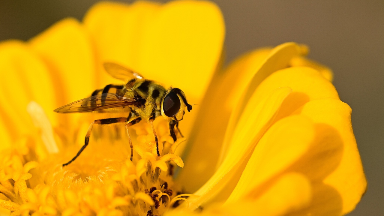 Муха жужжалка сидит на желтом цветке 