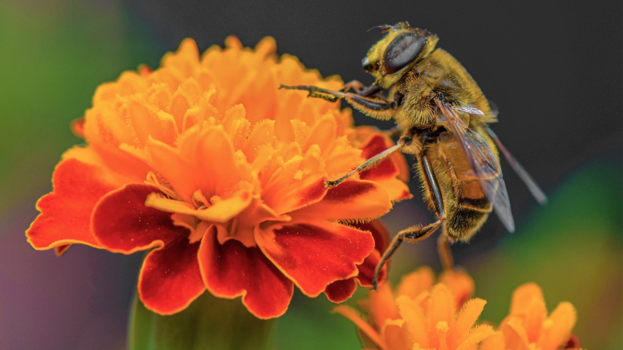 Большая пчела сидит на цветке бархатца 