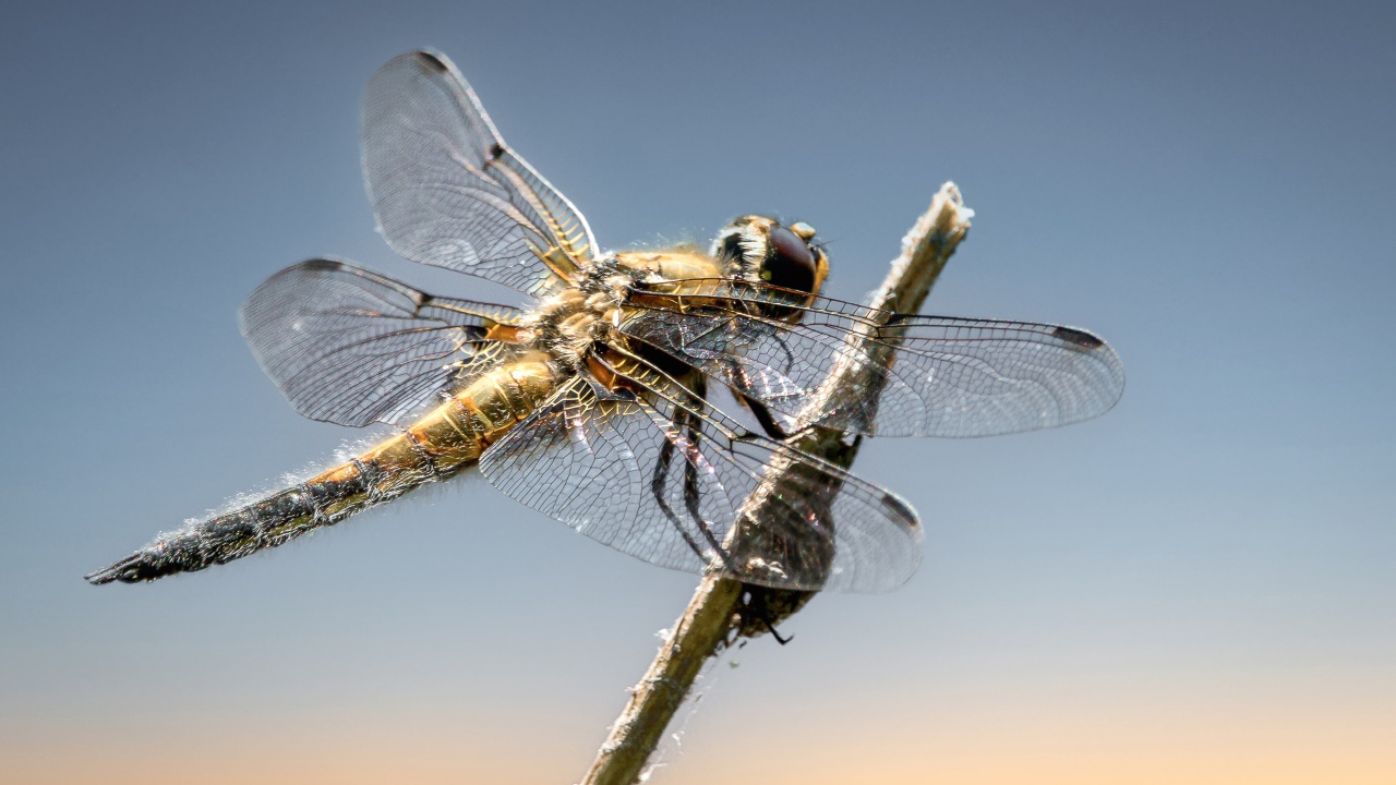 Большая стрекоза сидит на ветке на фоне неба 