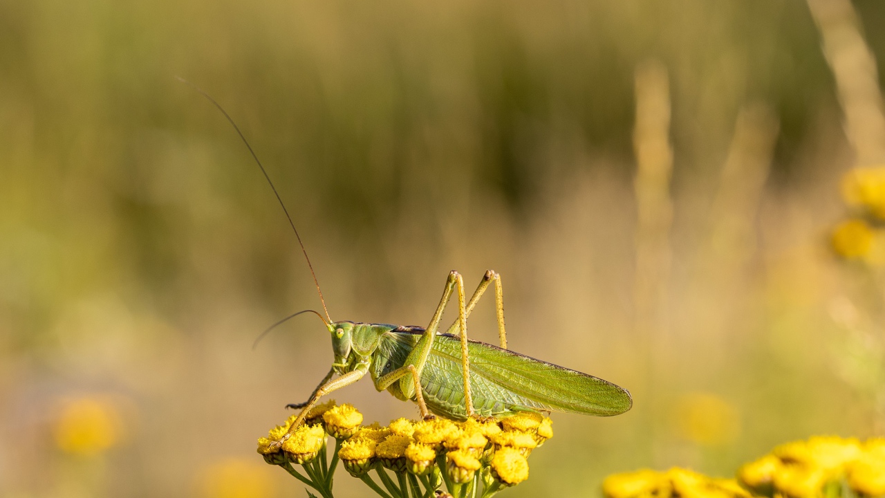 Большой зеленый кузнечик сидит на цветке пижмы