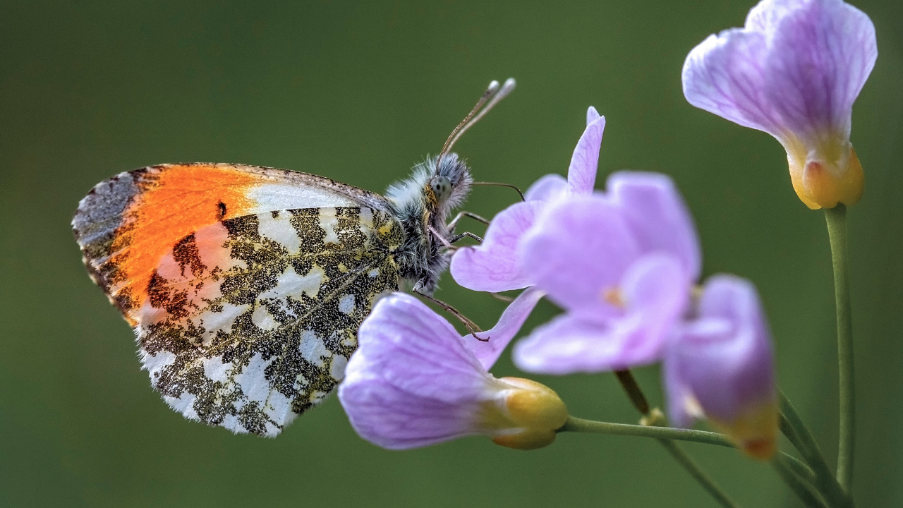 Красивая голубая бабочка сидит на сиреневом цветке 
