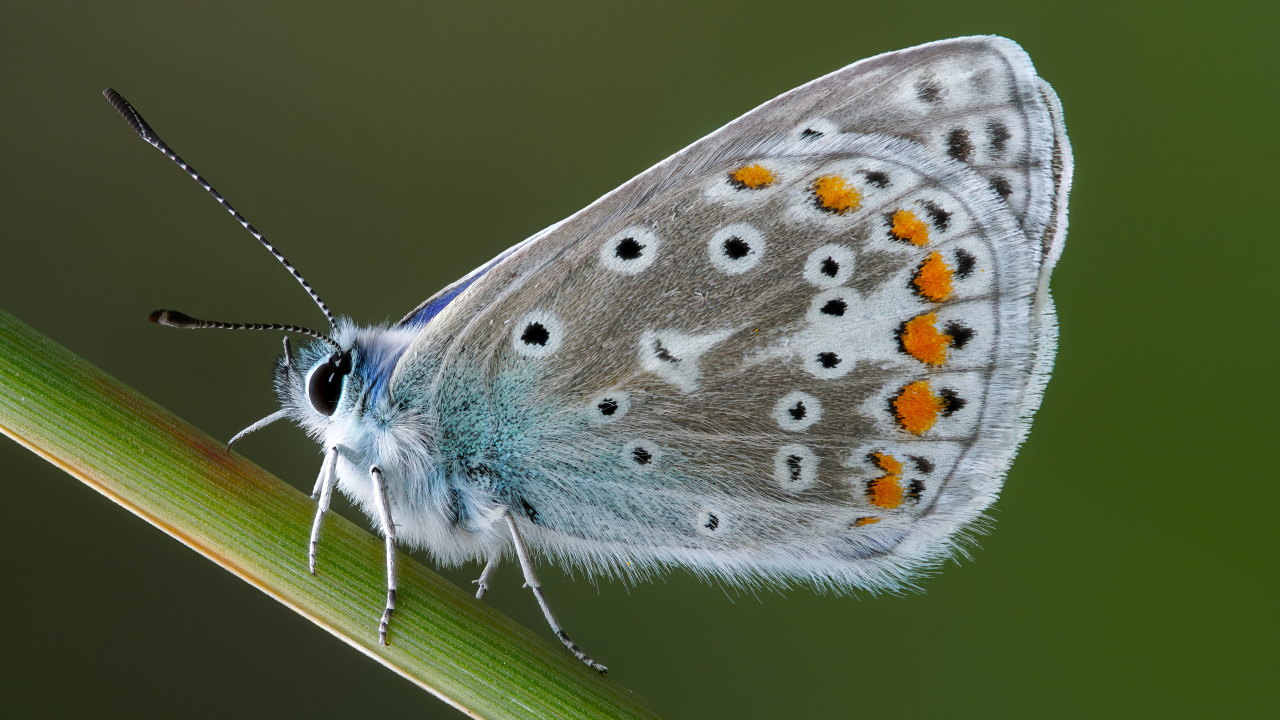 Красивая голубая бабочка сидит на зеленой траве