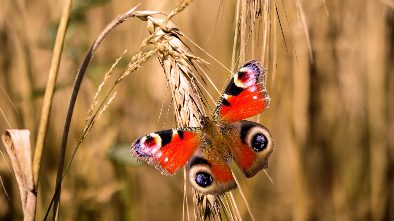 Красивая бабочка сидит на колоске пшеницы