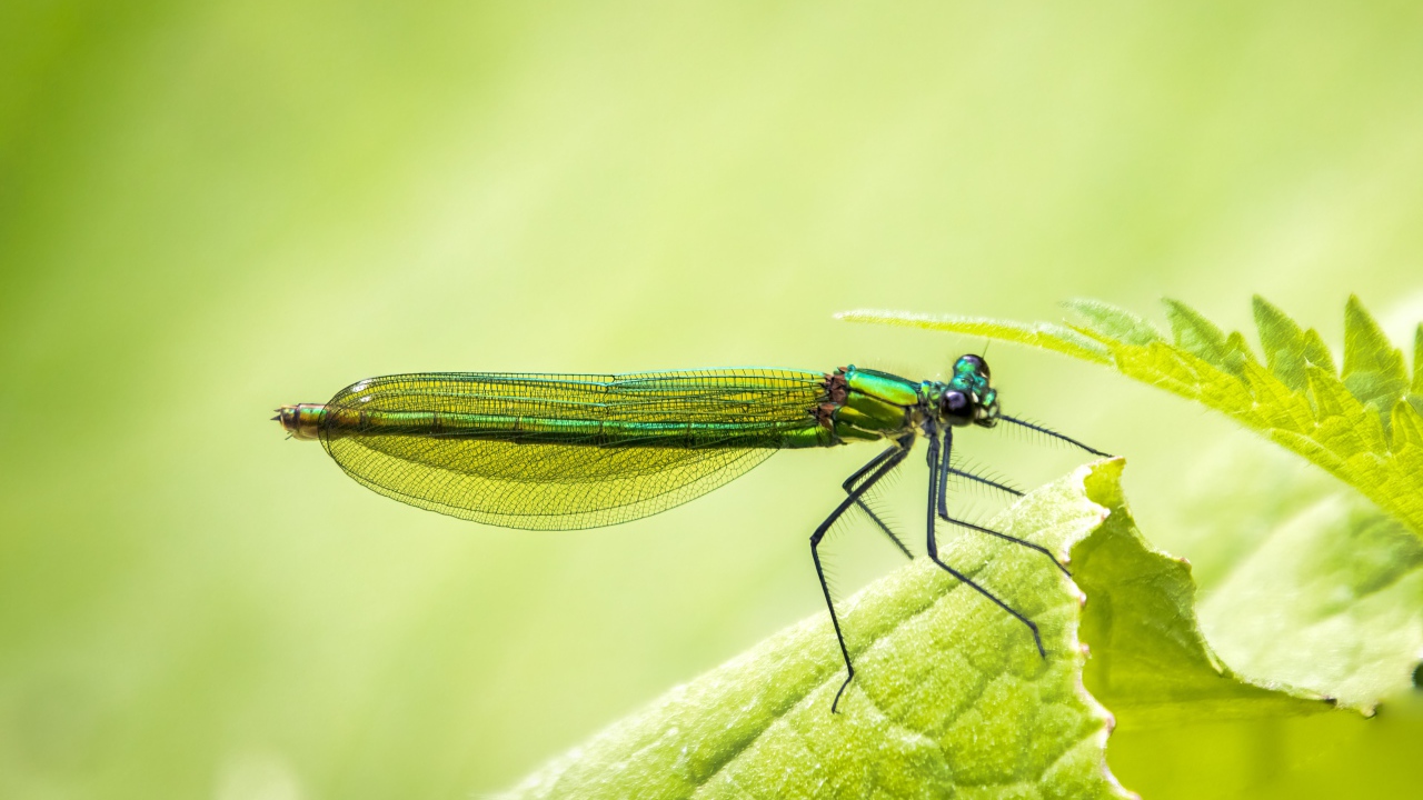 Красивая зеленая стрекоза на зеленом листе 