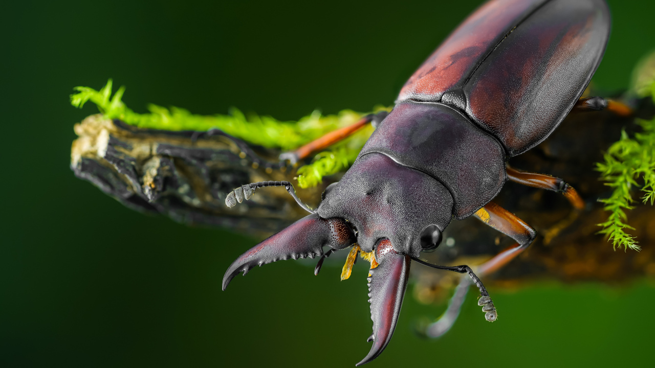 Большой коричневый жук олень сидит на ветке дерева