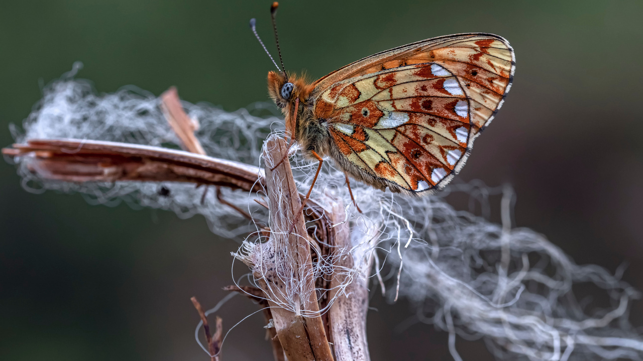 Коричневая бабочка на ветке крупным планом
