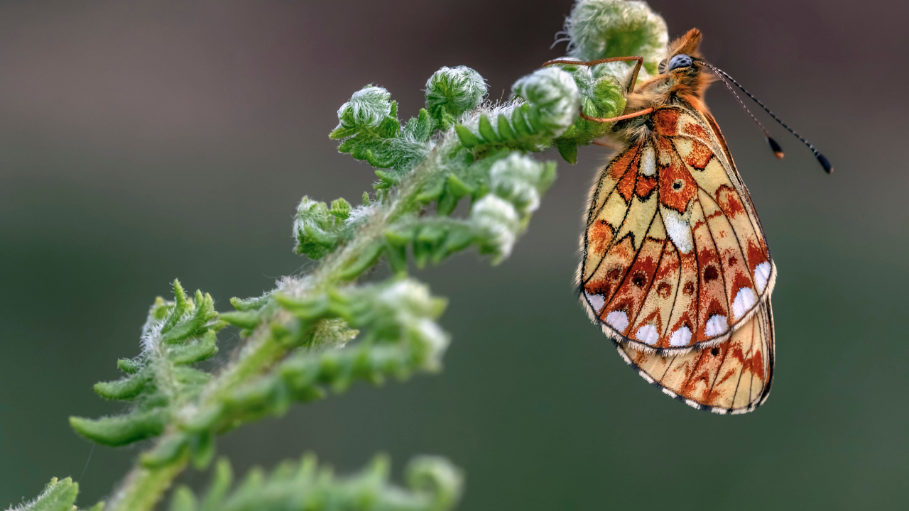 Коричневая бабочка на зеленом цветке папоротника 