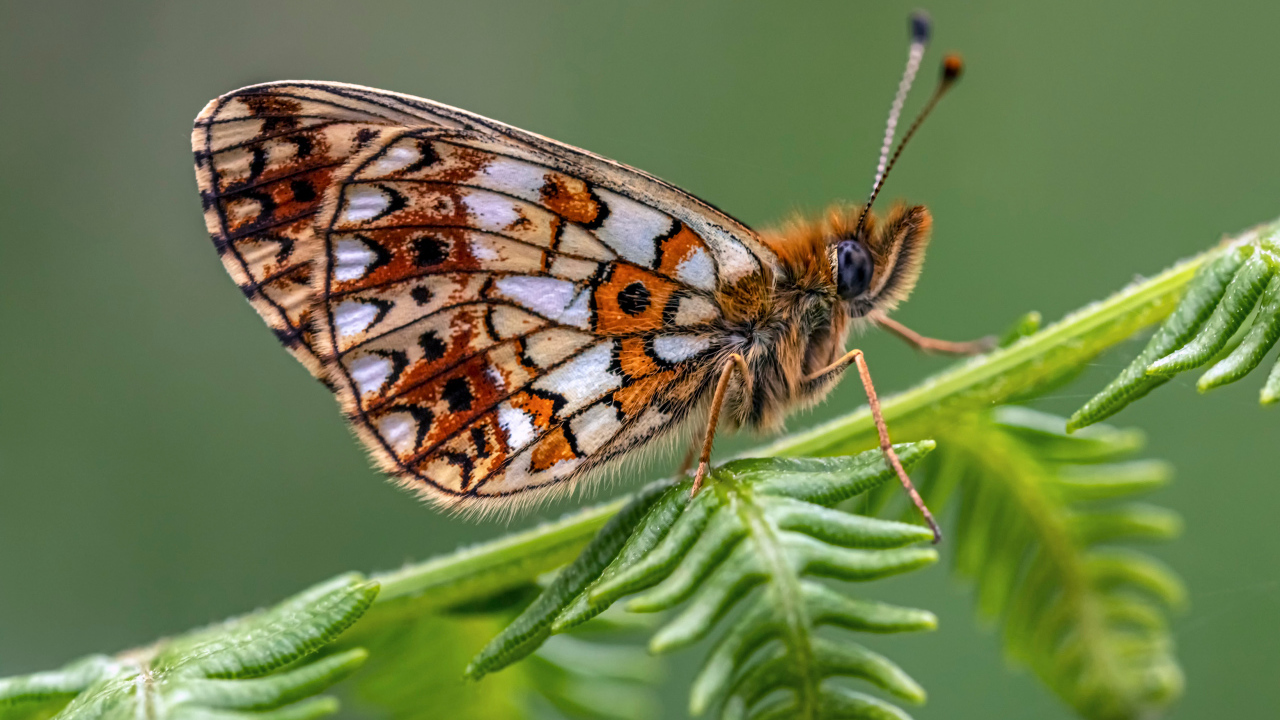 Коричневая бабочка сидит на зеленом листе 