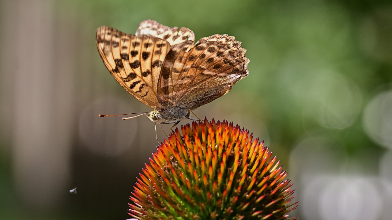 Коричневая бабочка сидит на цветке эхинацеи 