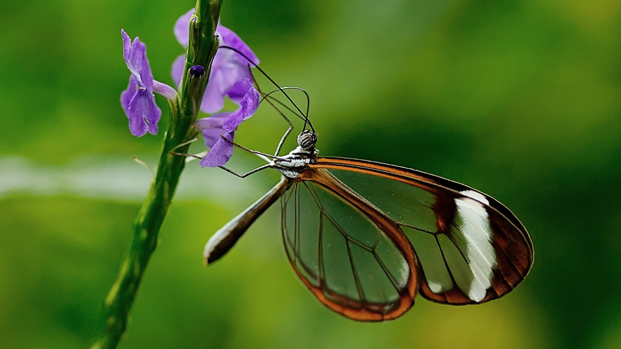 Бабочка с прозрачными крыльями сидит на цветке 