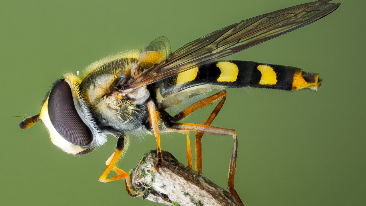 Муха журчалка на ветке крупным планом