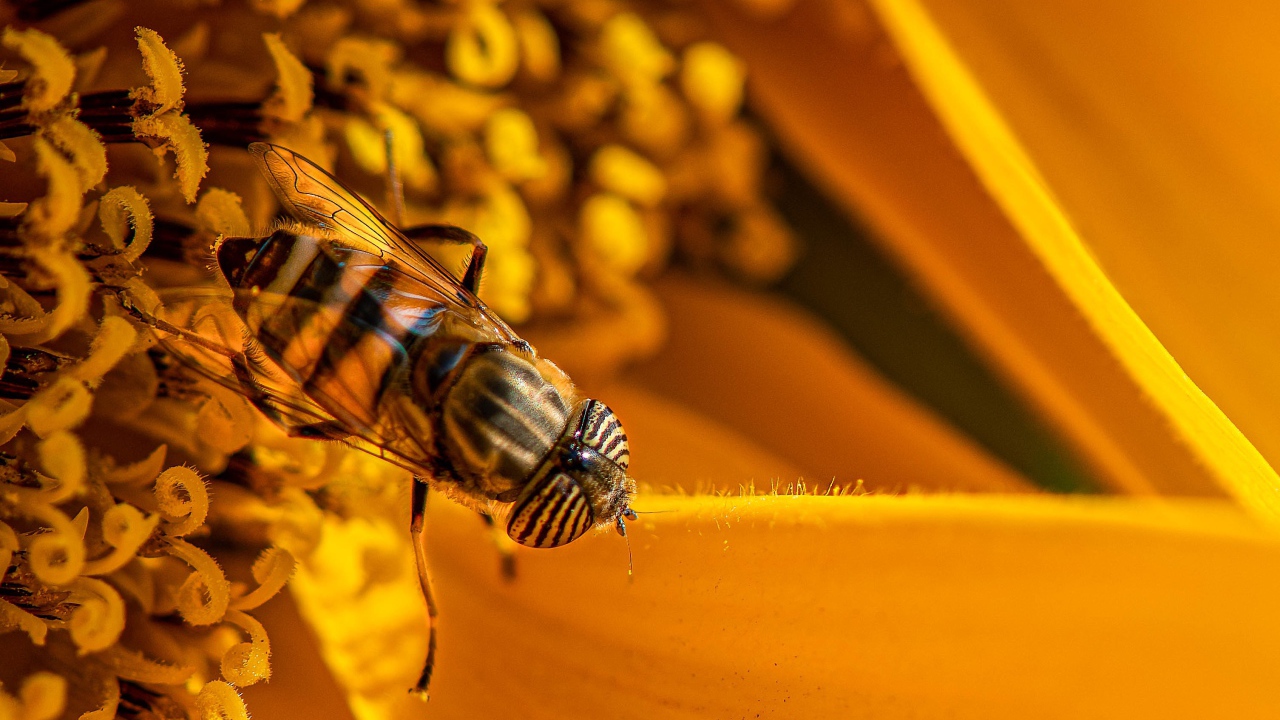 Большая цикада сидит на желтом цветке 