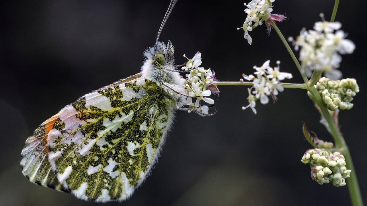 Зеленая бабочка сидит на  белом цветке 