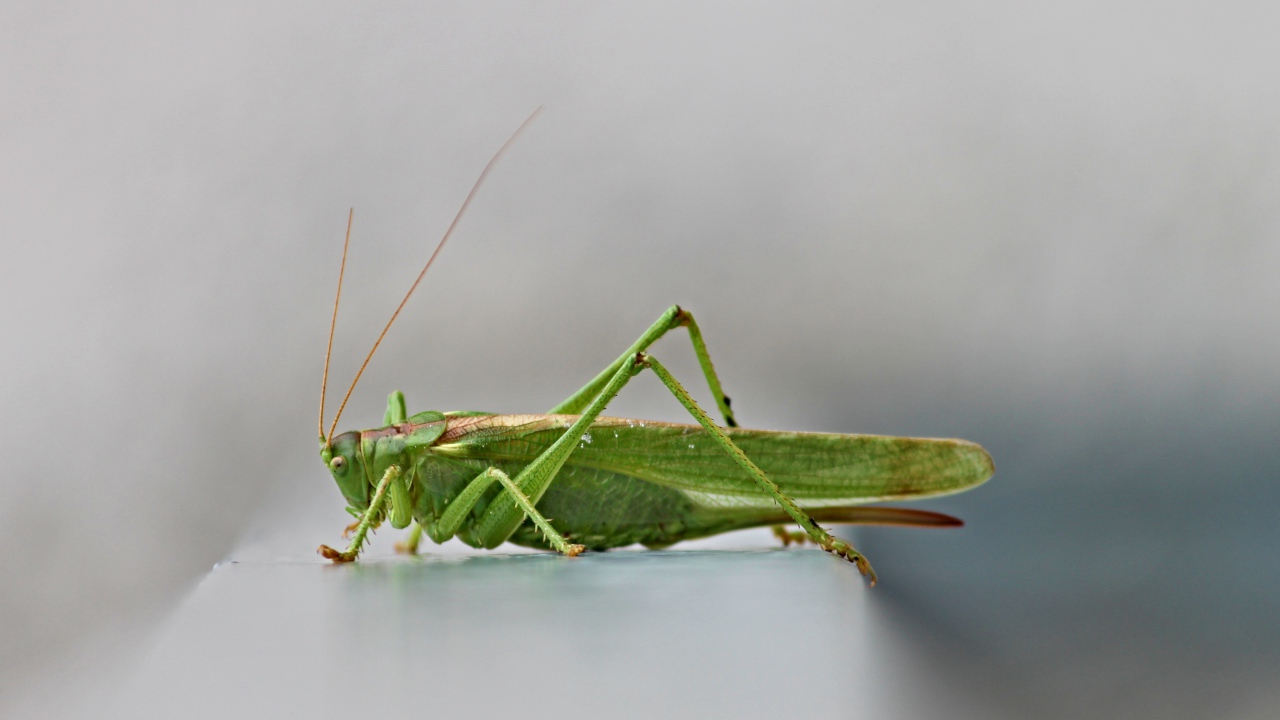 Зеленый кузнечик на сером фоне крупным планом 