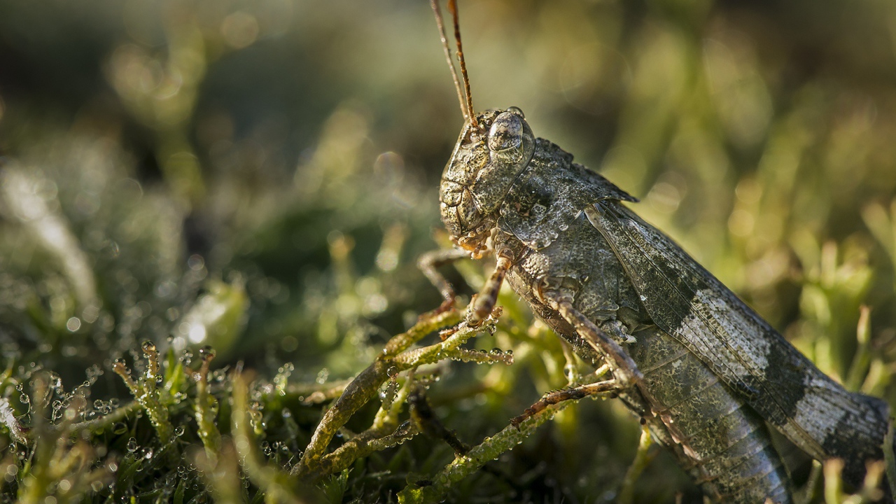 Большая зеленая саранча крупным планом