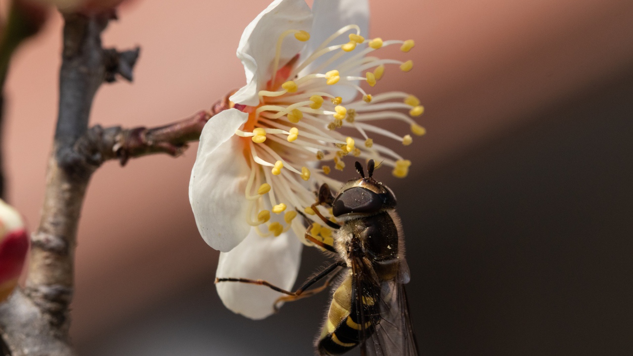 Маленькая пчела сидит на белом цветке весной 