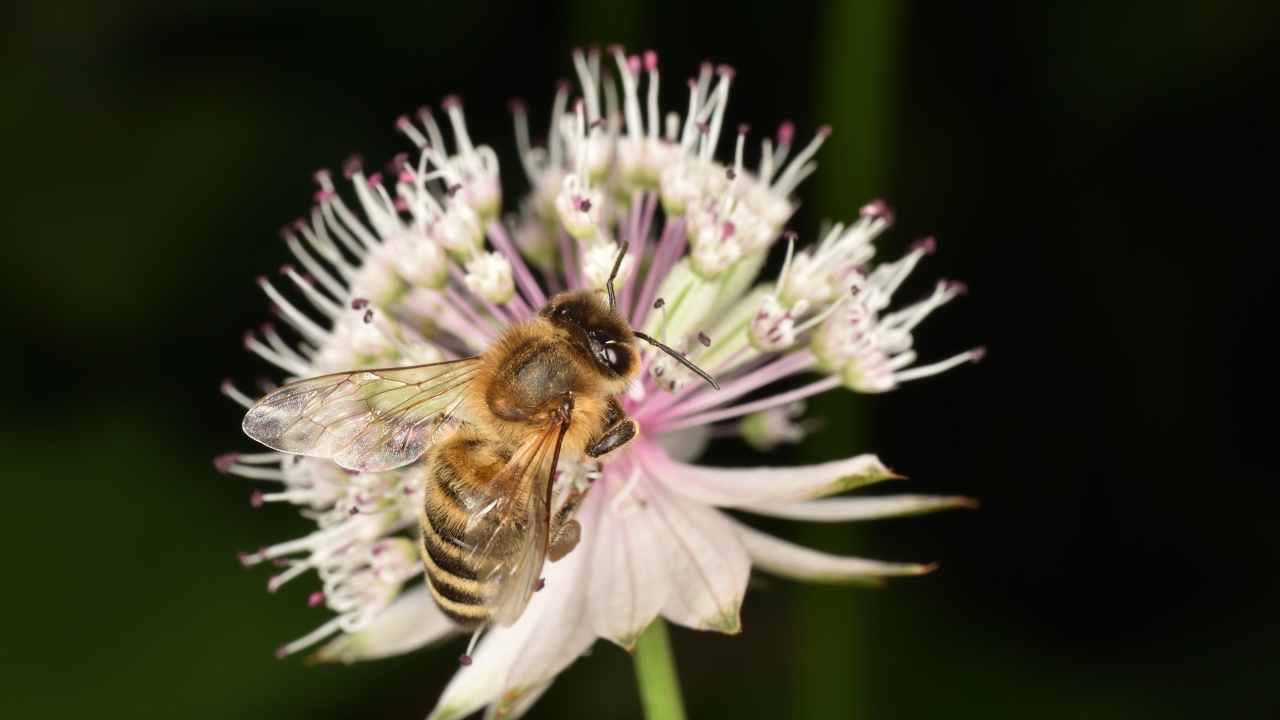 Маленькая пчела сидит на цветке