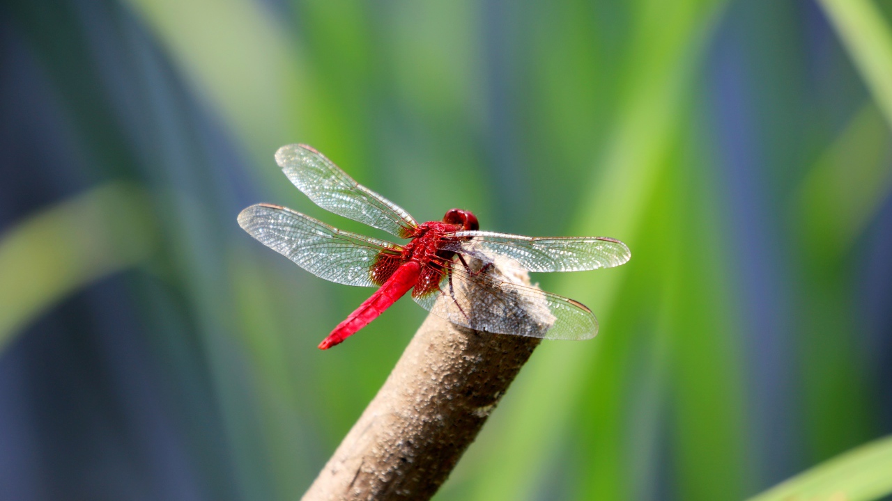 Красная стрекоза с прозрачными крыльями сидит на ветке 