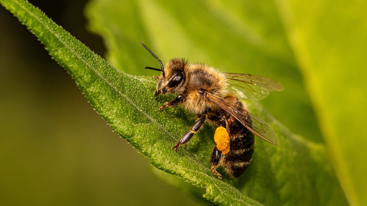 Маленькая пчела сидит на зеленом листе крупным планом 