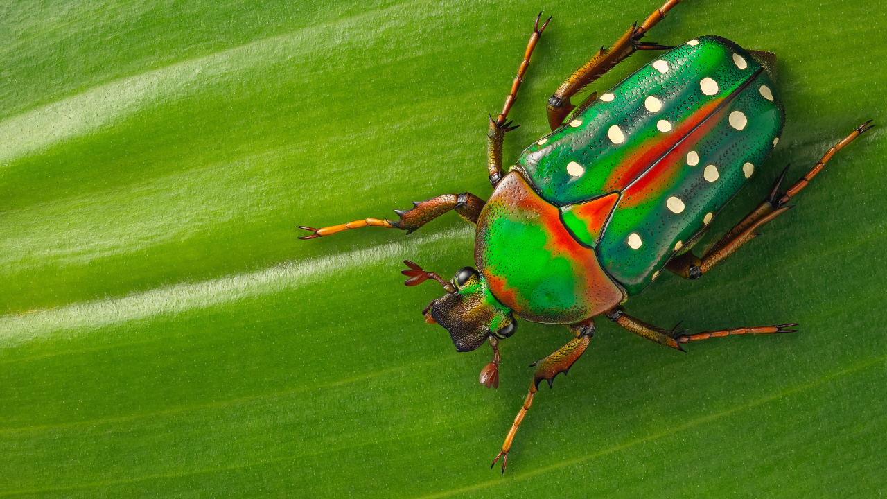 Жук Стефаноррина сидит на зеленом листе