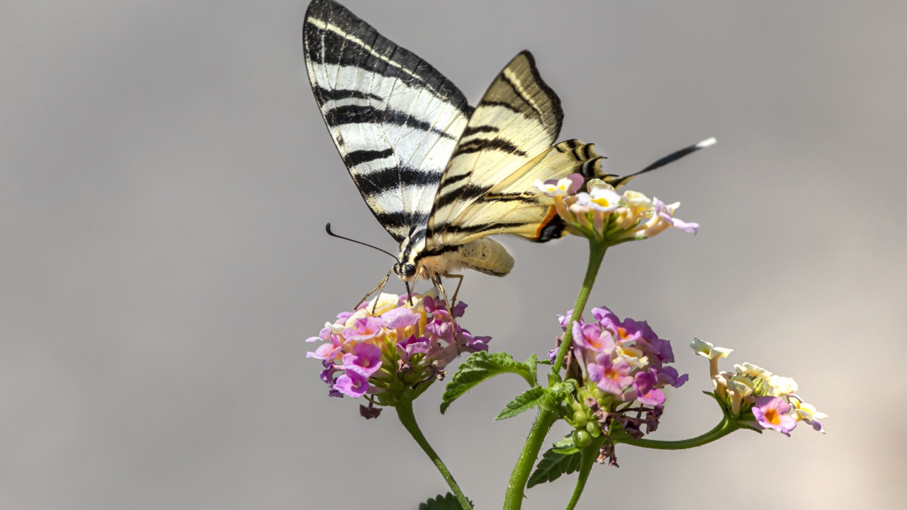 Бабочка махаон сидит на цветке на сером фоне