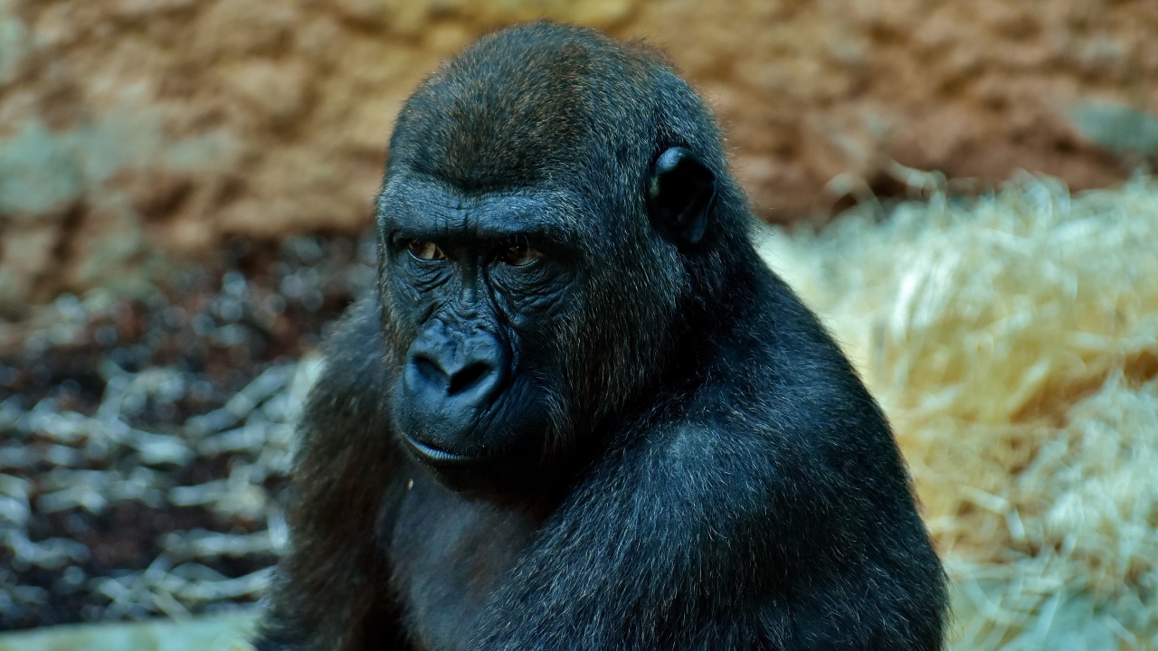 Большая задумчивая черная горилла в зоопарке 