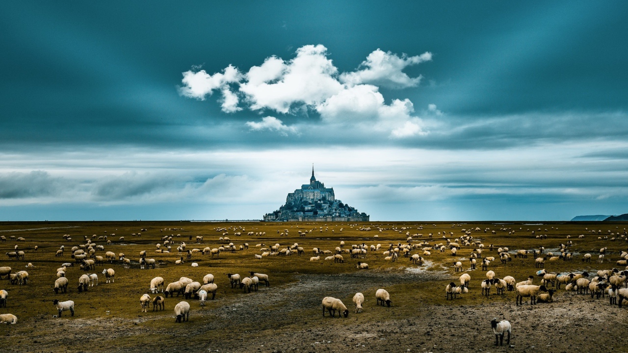 Стадо овец пасется у старого монастыря