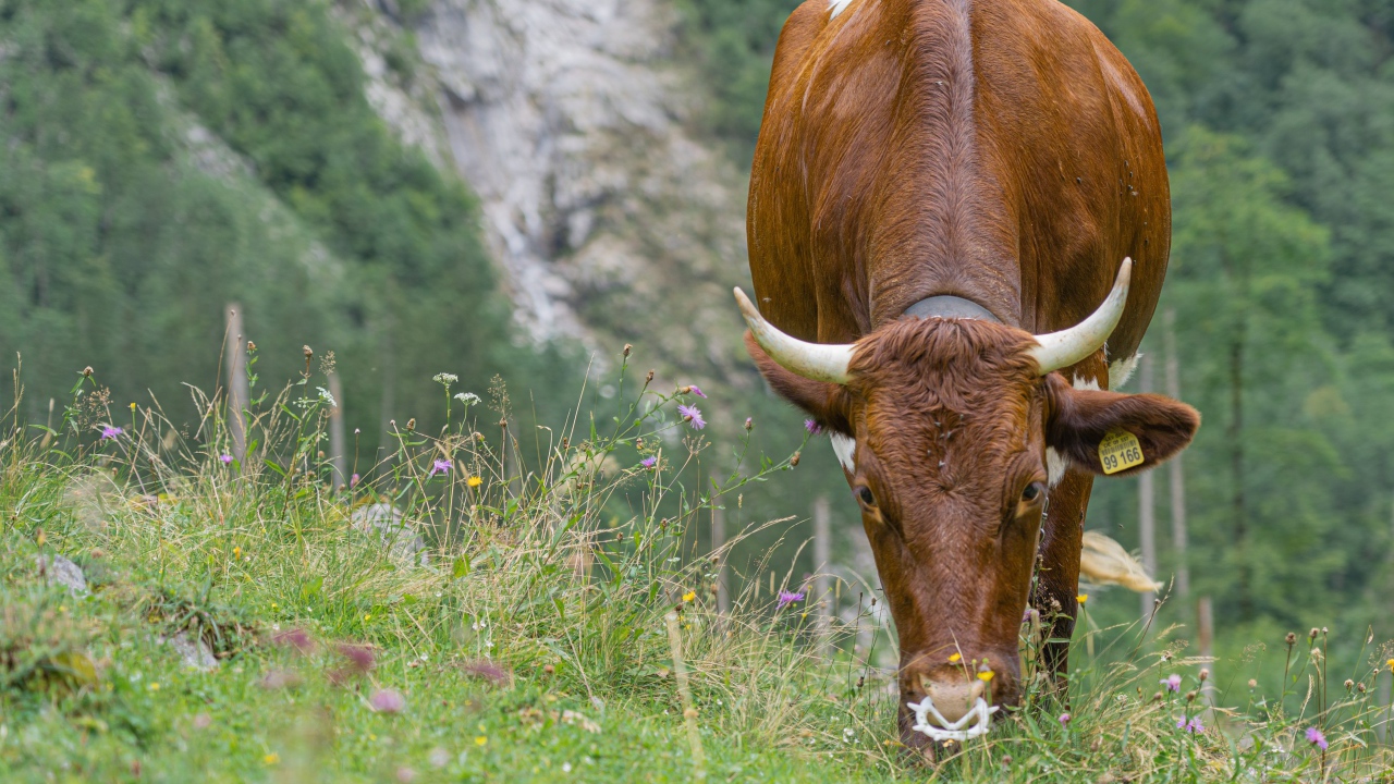 Большая коричневая корова пасется на траве 