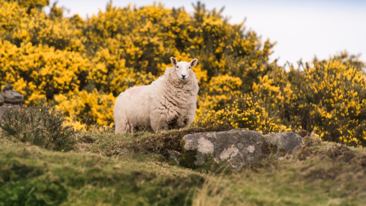 Большая пушистая овца стоит на камне