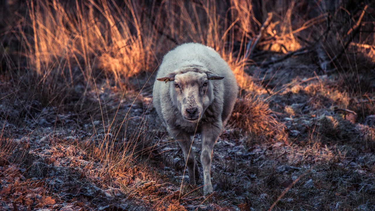 Овца гуляет по покрытой инеем траве 