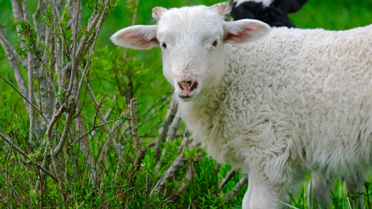 Белая овца пасется на зеленой траве 