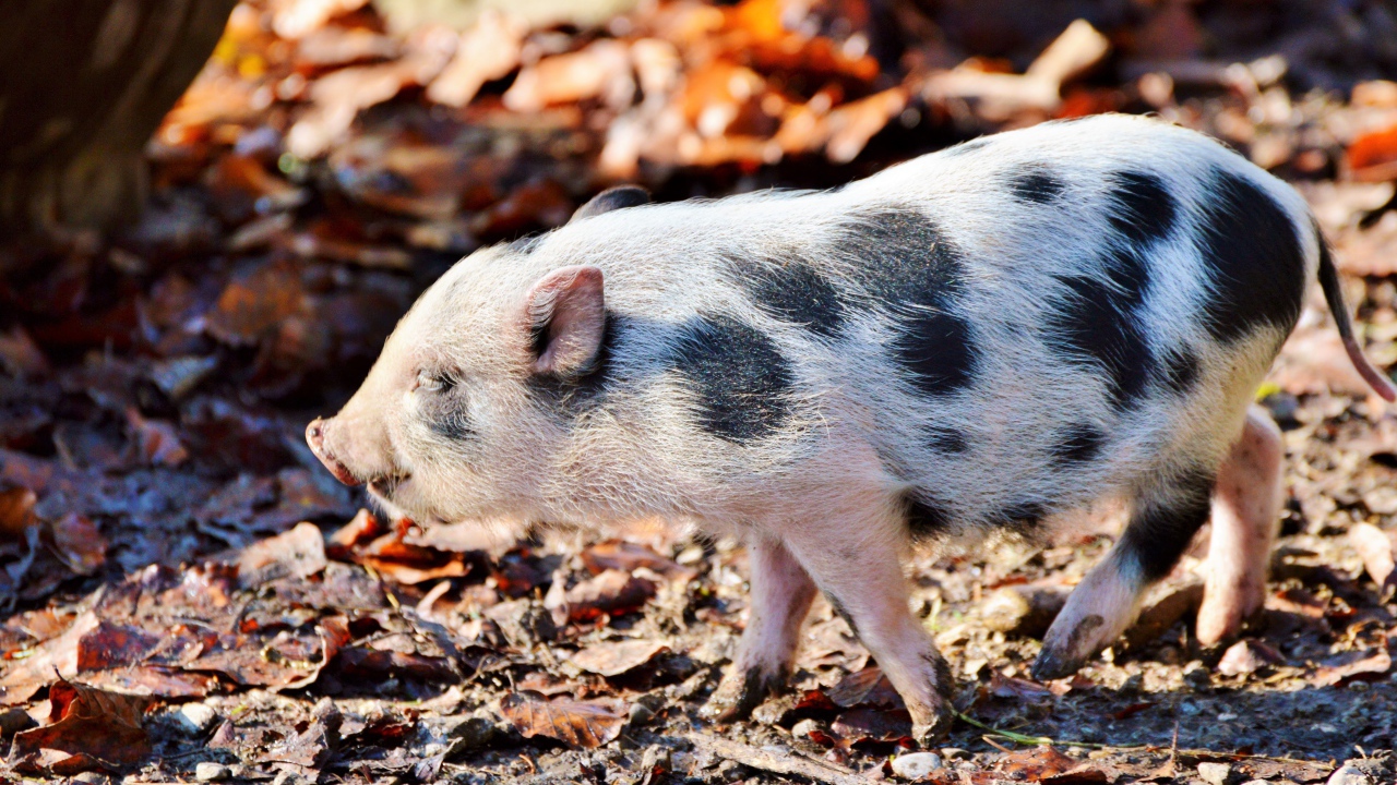 Маленький мини пиг гуляет в парке 