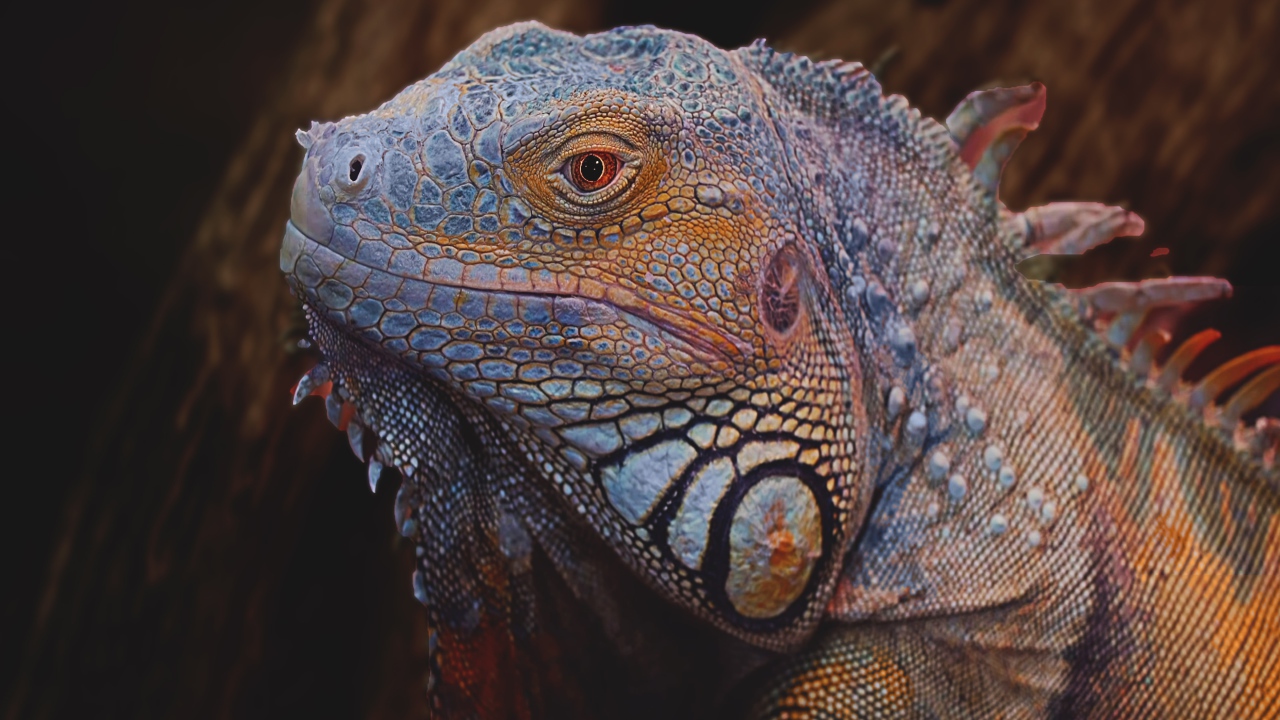 Большая голубая игуана крупным планом 