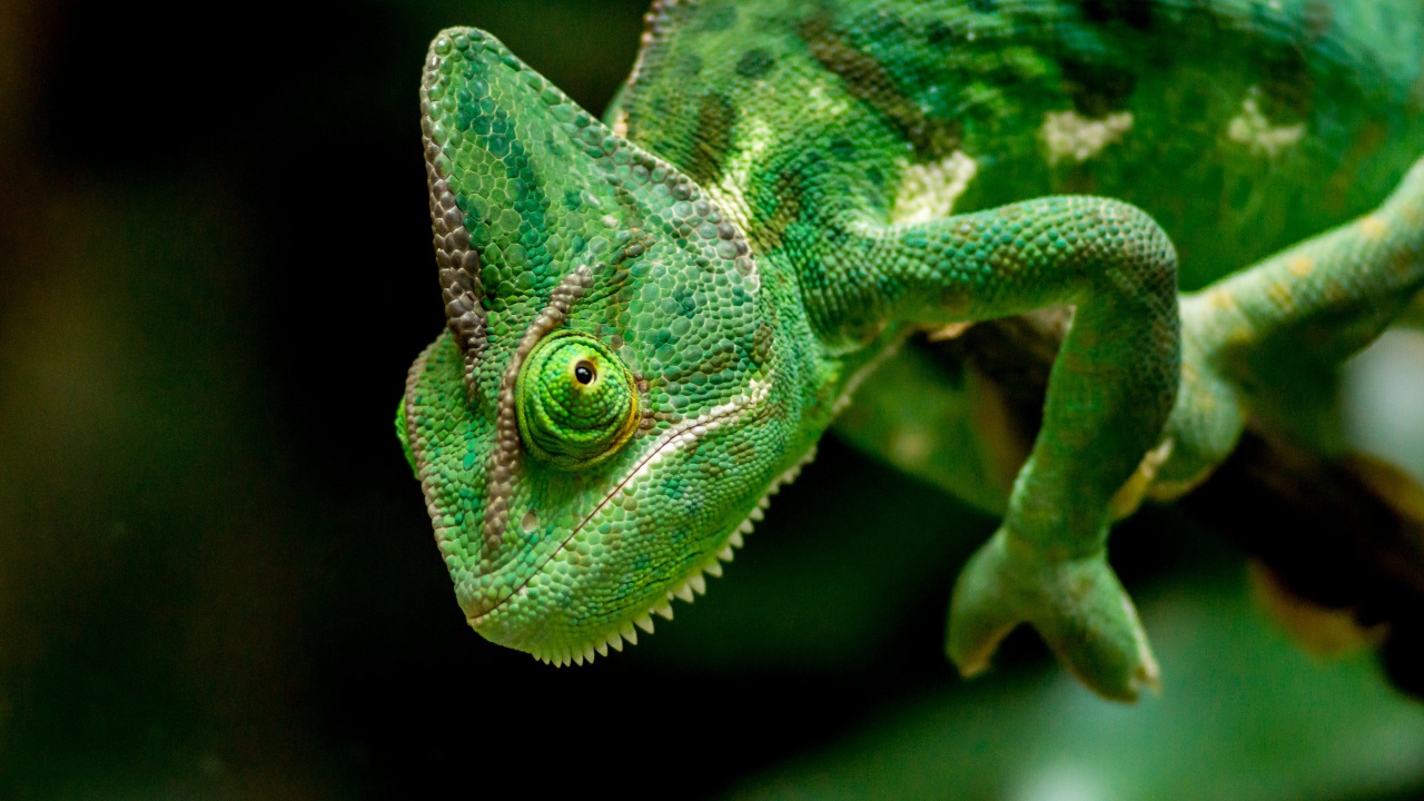 Большой зеленый хамелеон крупным планом